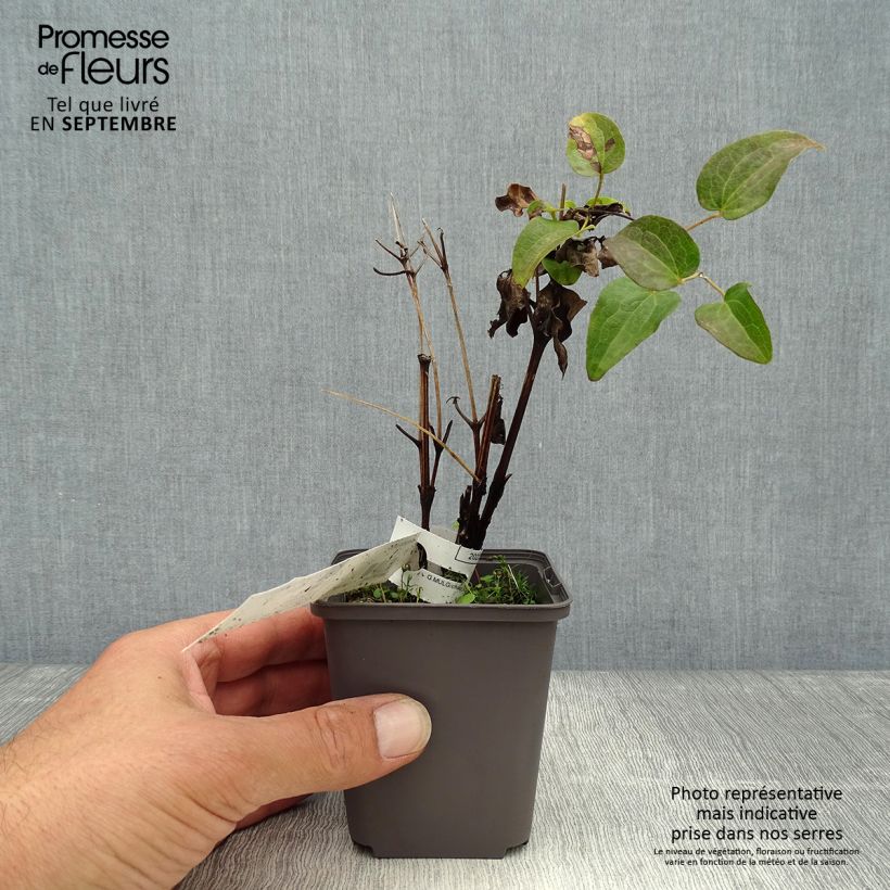 Exemplar von Waldrebe Piilu - Clematis Kleine Töpfe von 8/9 cm wie im Herbst geliefert