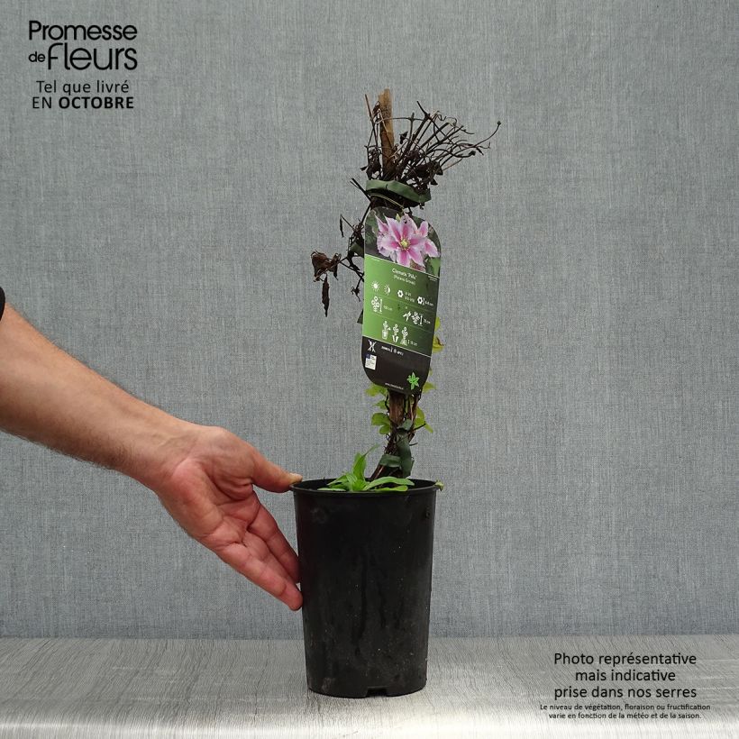 Exemplar von Waldrebe Piilu - Clematis Topf mit 2L/3L wie im Herbst geliefert