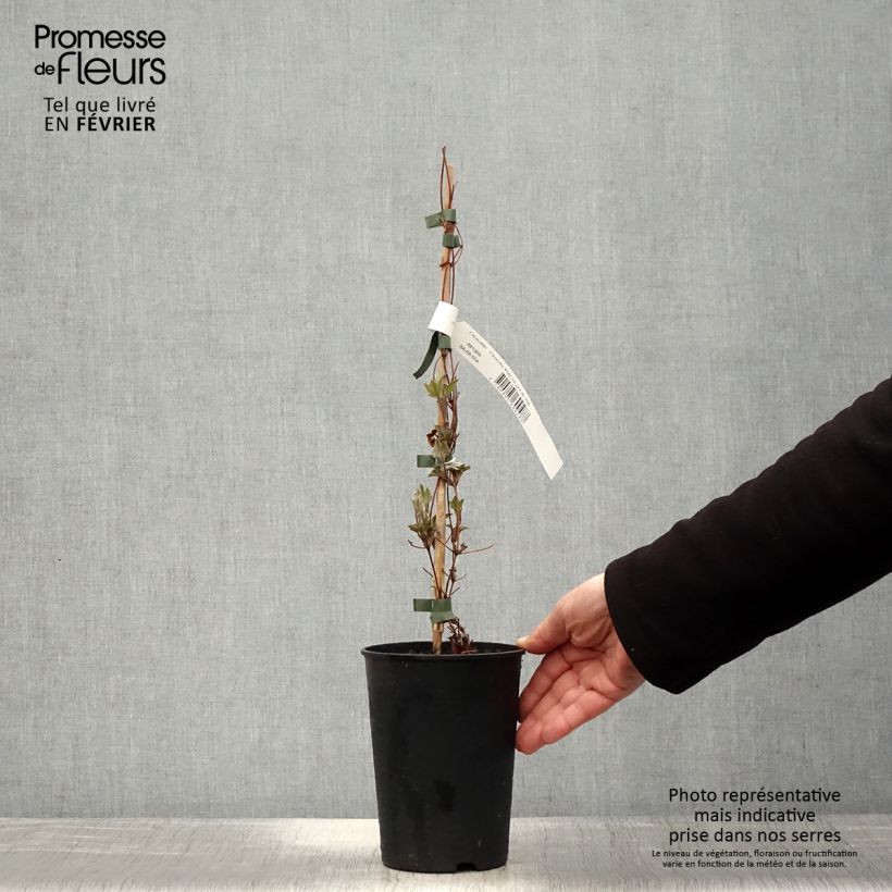 Exemplar von Waldrebe Piilu - Clematis Topf mit 2L/3L wie im Winter geliefert