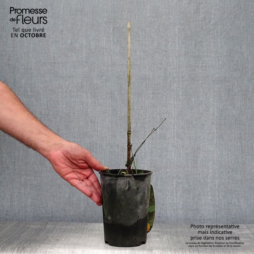 Exemplar von Clematis viorna Pitcheri - Waldrebe Topf mit 2L/3L wie im Herbst geliefert