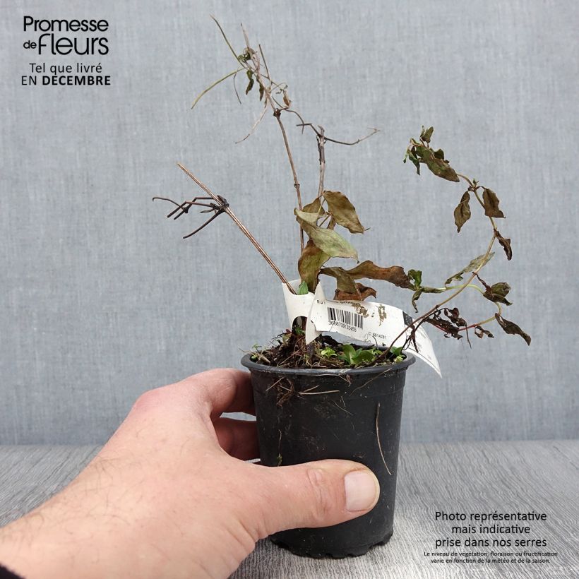 Exemplar von Waldrebe Proteus - Clematis Kleine Töpfe von 8/9 cm wie im Herbst geliefert
