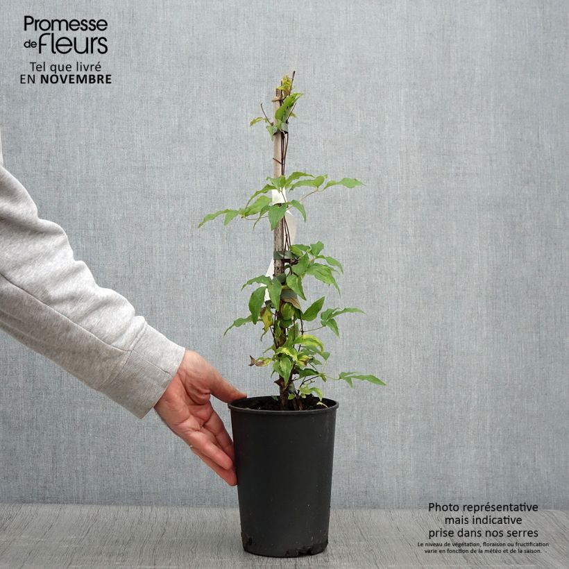 Exemplar von Waldrebe Proteus - Clematis Topf mit 2L/3L wie im Herbst geliefert