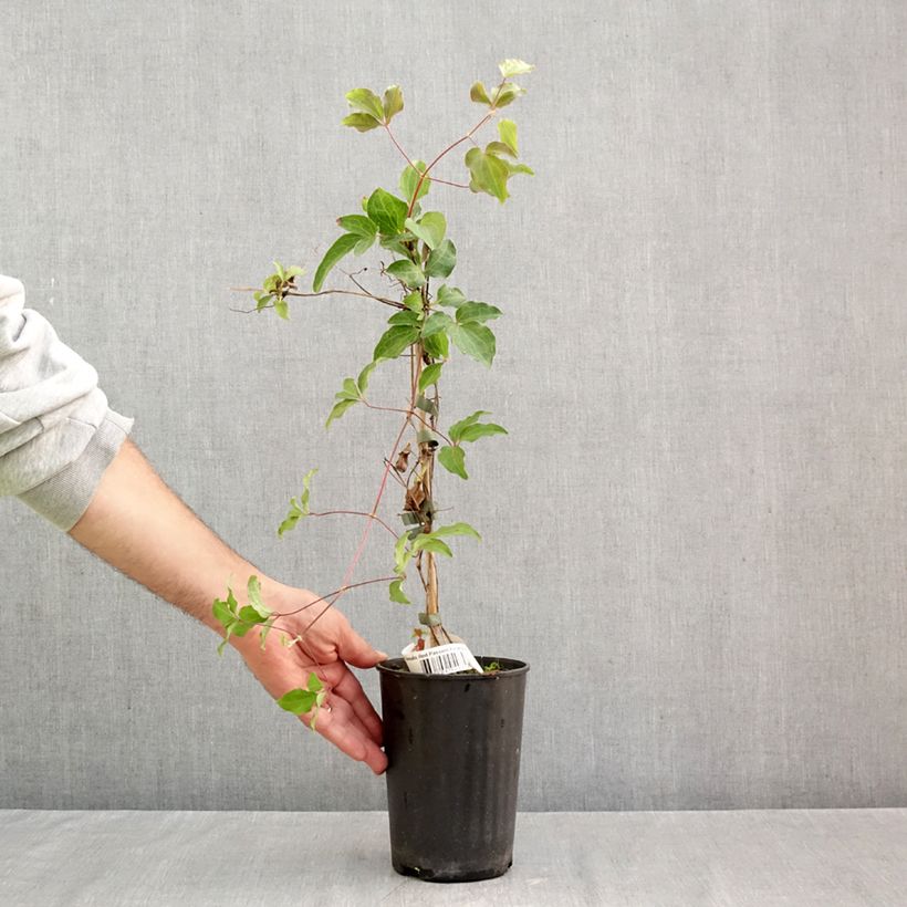 Exemplar von Waldrebe Red Passion - Clematis Topf mit 2L/3L wie im Herbst geliefert