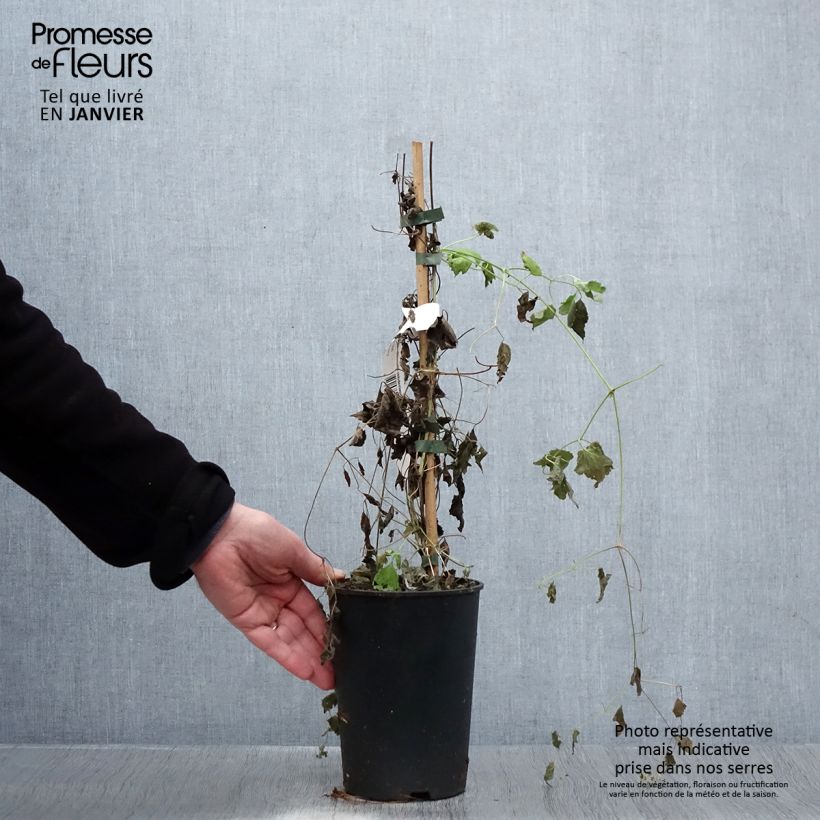Exemplar von Clematis rehderiana - Waldrebe Topf mit 2L/3L wie im Winter geliefert