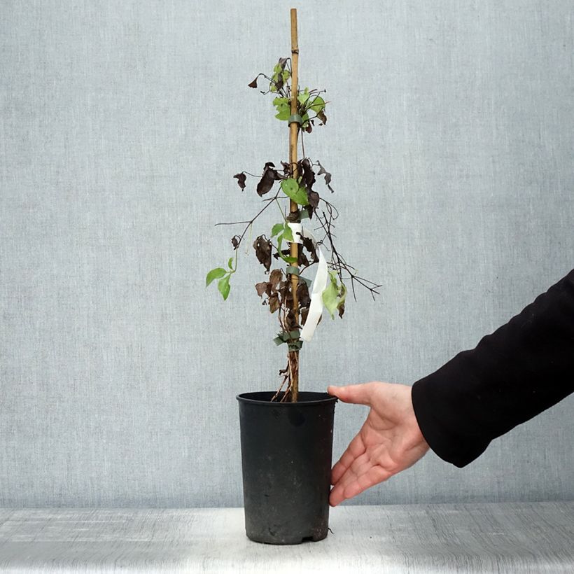 Exemplar von Waldrebe Romantika - Clematis Topf mit 2L/3L wie im Herbst geliefert