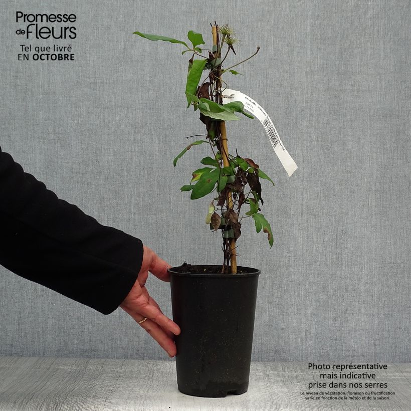 Exemplar von Waldrebe Rouge Cardinal - Clematis Topf mit 2L/3L wie im Herbst geliefert