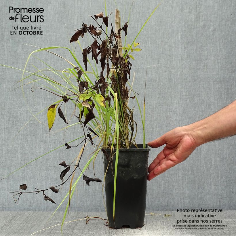 Exemplar von Waldrebe Saphyra - Clematis Topf mit 2L/3L wie im Herbst geliefert
