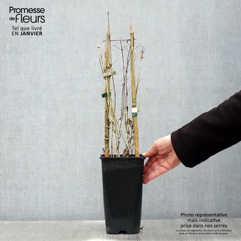 Exemplar von Waldrebe Saphyra - Clematis Topf mit 2L/3L wie im Winter geliefert