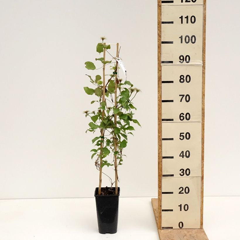 Exemplar von Waldrebe Solidarnosc - Clematis Topf mit 2L/3L wie im Frühjahr geliefert