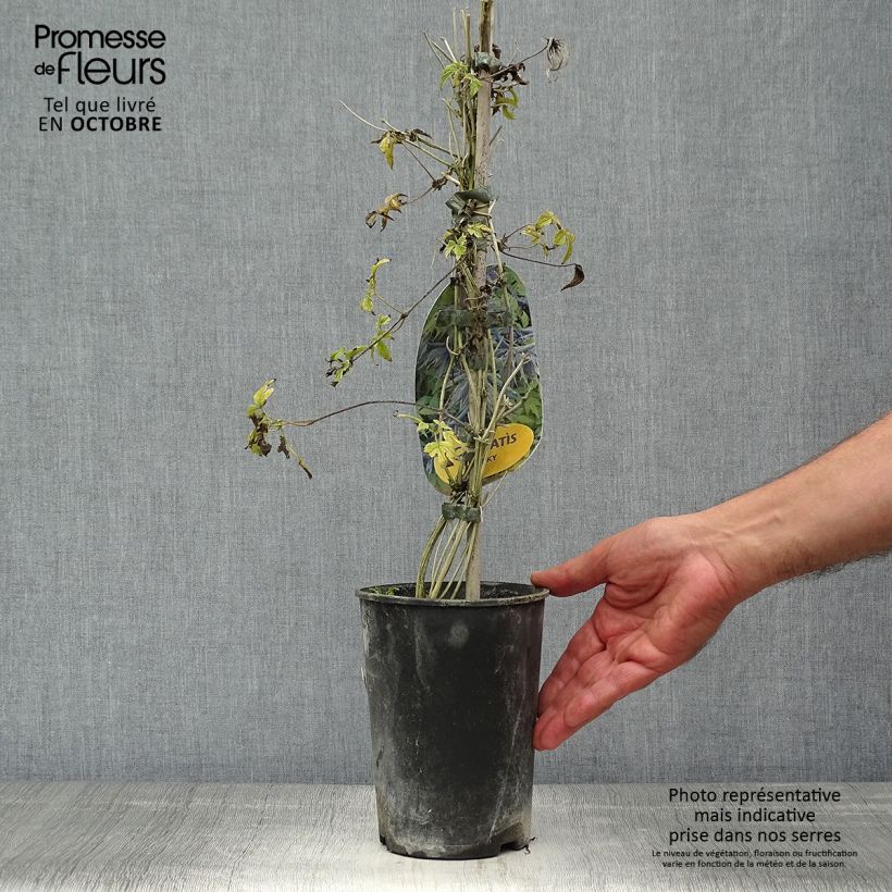 Exemplar von Waldrebe Spiky - Clematis Topf mit 2L/3L wie im Herbst geliefert