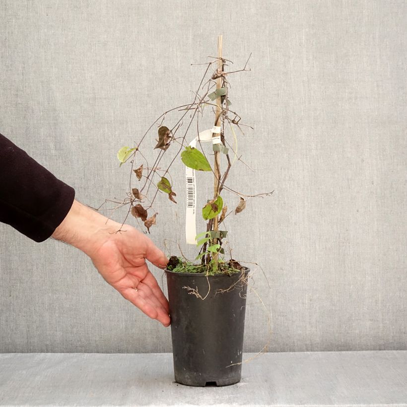 Exemplar von Waldrebe Star of India - Clematis Topf mit 2L/3L wie im Herbst geliefert