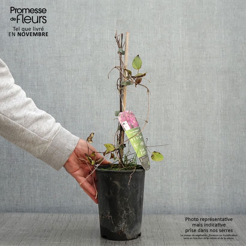 Exemplar von Waldrebe Star of Pakistan - Clematis Topf mit 2L/3L wie im Herbst geliefert
