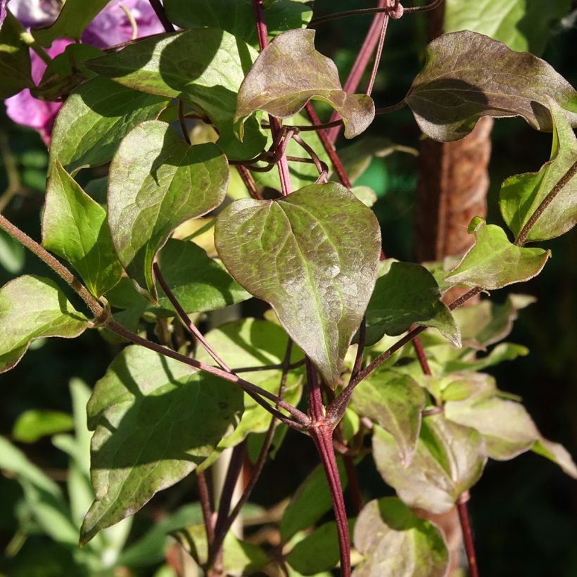 Waldrebe Super Cute - Clematis (Laub)