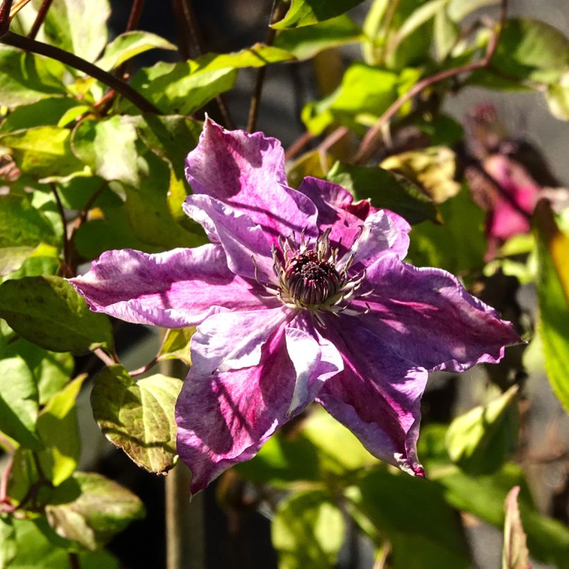 Waldrebe Super Cute - Clematis (Blüte)
