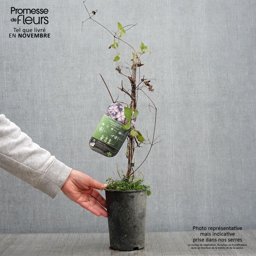 Exemplar von Clematis viticella Super Nova - Waldrebe Topf mit 2L/3L wie im Herbst geliefert