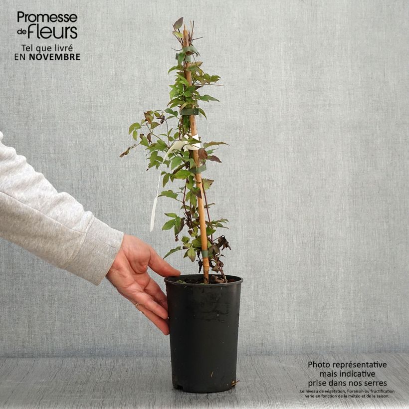 Exemplar von Waldrebe Supernight - Clematis Topf mit 2L/3L wie im Herbst geliefert