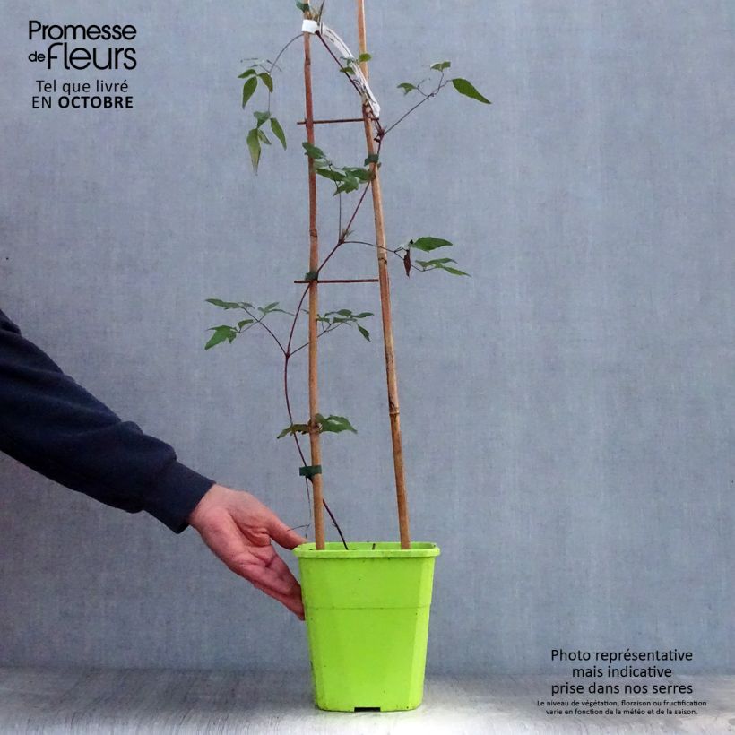 Exemplar von Waldrebe Taiga - Clematis Topf mit 1,5L/2L wie im Herbst geliefert