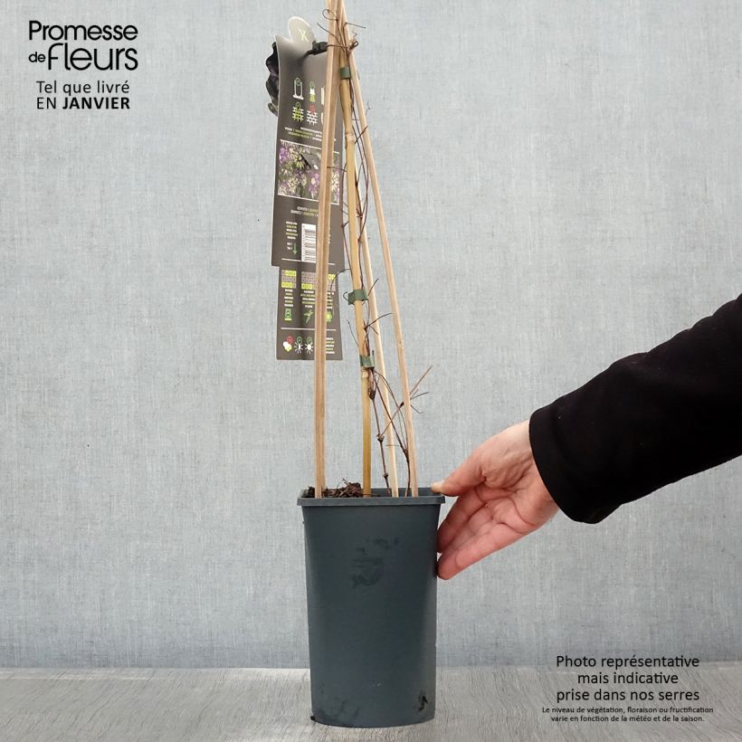 Exemplar von Waldrebe Taiga - Clematis Topf mit 1,5L/2L wie im Winter geliefert