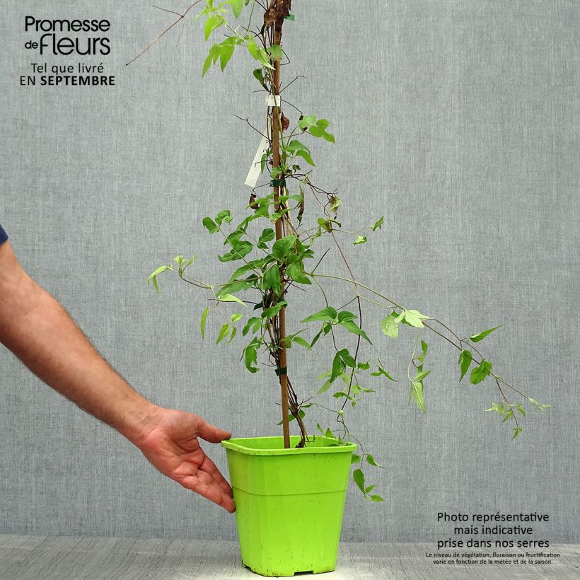 Exemplar von Waldrebe Taiga - Clematis Topf mit 3L/4L wie im Herbst geliefert