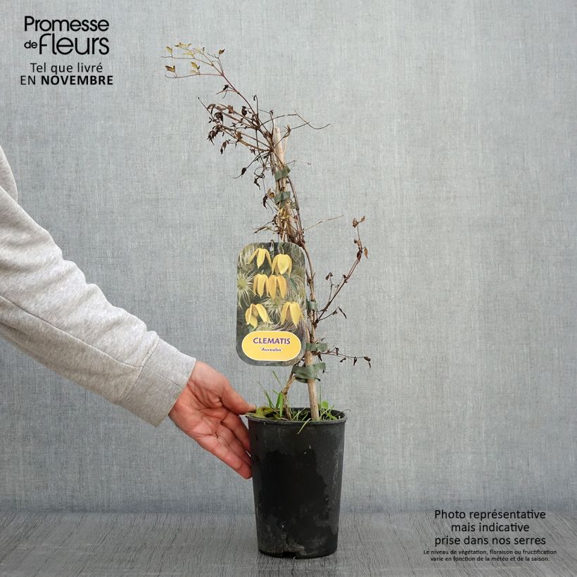 Exemplar von Clematis tangutica Aureolin - Gold-Waldrebe Topf mit 2L/3L wie im Herbst geliefert