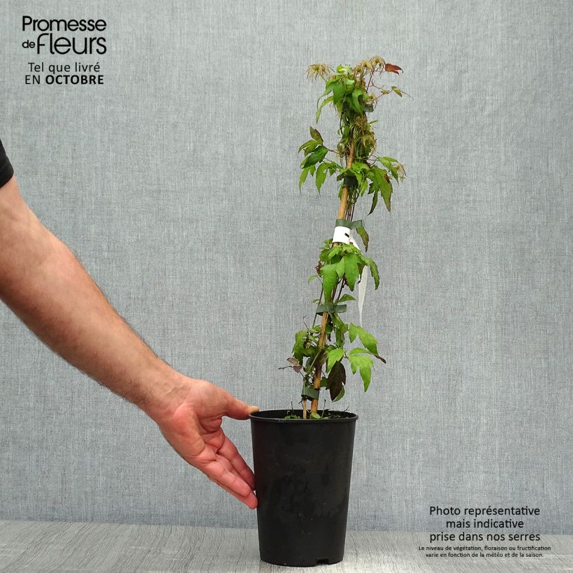 Exemplar von Clematis tangutica Grace - Gold-Waldrebe Topf mit 2L/3L wie im Herbst geliefert