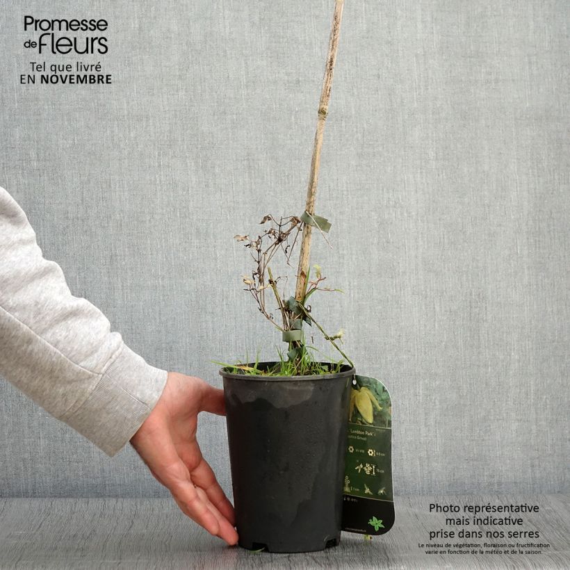Exemplar von Clematis tangutica Lambton Park - Gold-Waldrebe Topf mit 2L/3L wie im Herbst geliefert