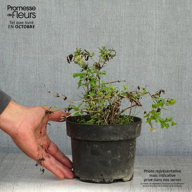 Exemplar von Clematis tangutica Little Lemons - Gold-Waldrebe Topf mit 2L/3L wie im Herbst geliefert