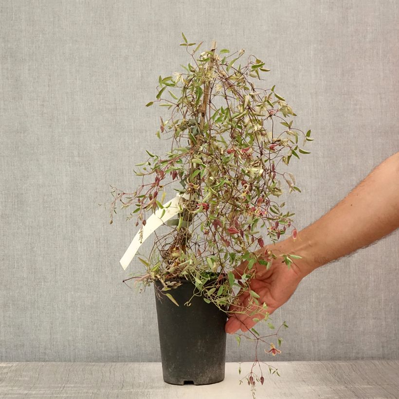 Exemplar von Clematis tangutica My Angel - Gold-Waldrebe Topf mit 2L/3L wie im Sommer geliefert