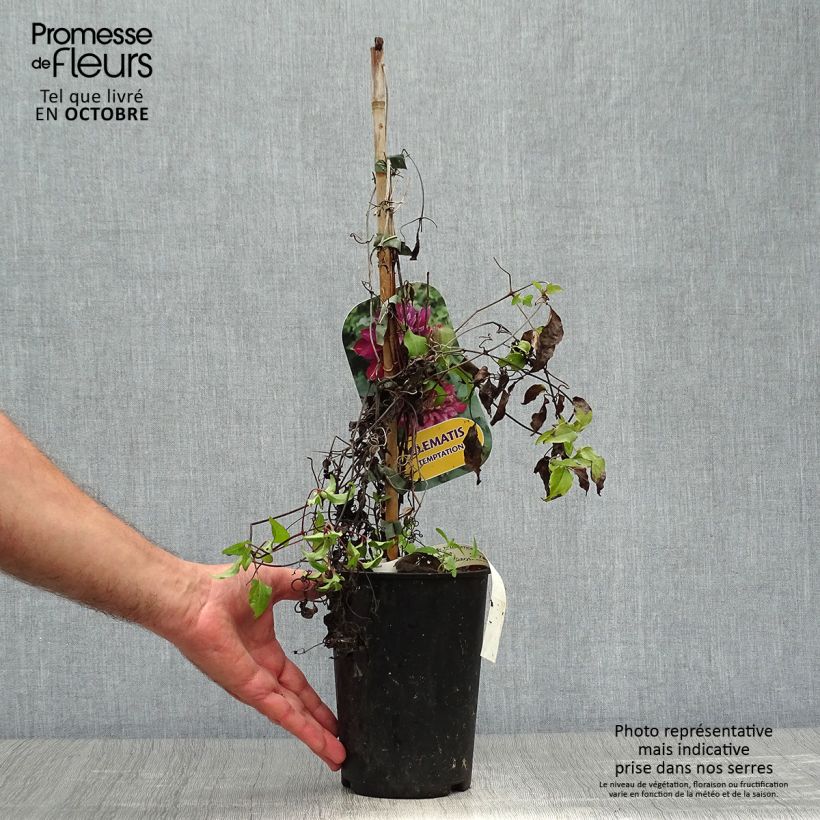 Exemplar von Waldrebe Temptation - Clematis Topf mit 2L/3L wie im Herbst geliefert