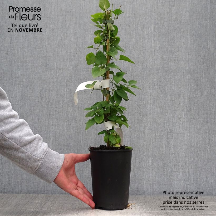 Exemplar von Clematis flammula terniflora - Waldrebe Topf mit 2L/3L wie im Herbst geliefert