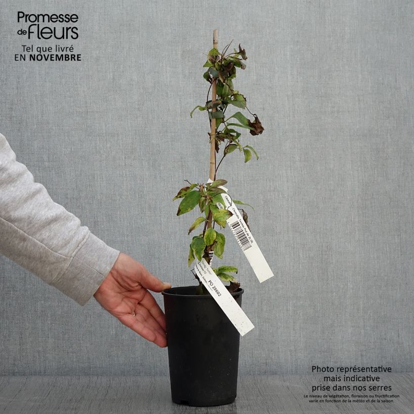 Exemplar von Waldrebe Teshio - Clematis Topf mit 2L/3L wie im Herbst geliefert