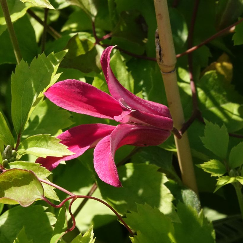 Clematis texensis Duchess of Albany - Texas-Waldrebe (Blüte)