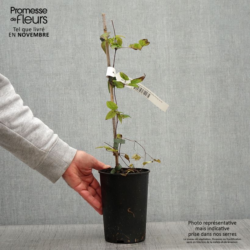 Exemplar von Clematis texensis Gravetye Beauty - Texas-Waldrebe Topf mit 2L/3L wie im Herbst geliefert