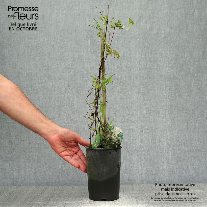Exemplar von Clematis texensis Mienie Belle - Texas-Waldrebe Topf mit 2L/3L wie im Herbst geliefert