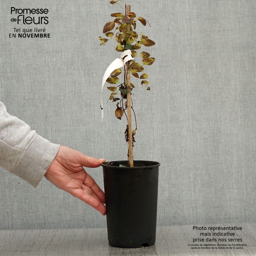Exemplar von Clematis texensis Odoriba - Texas-Waldrebe Topf mit 2L/3L wie im Herbst geliefert