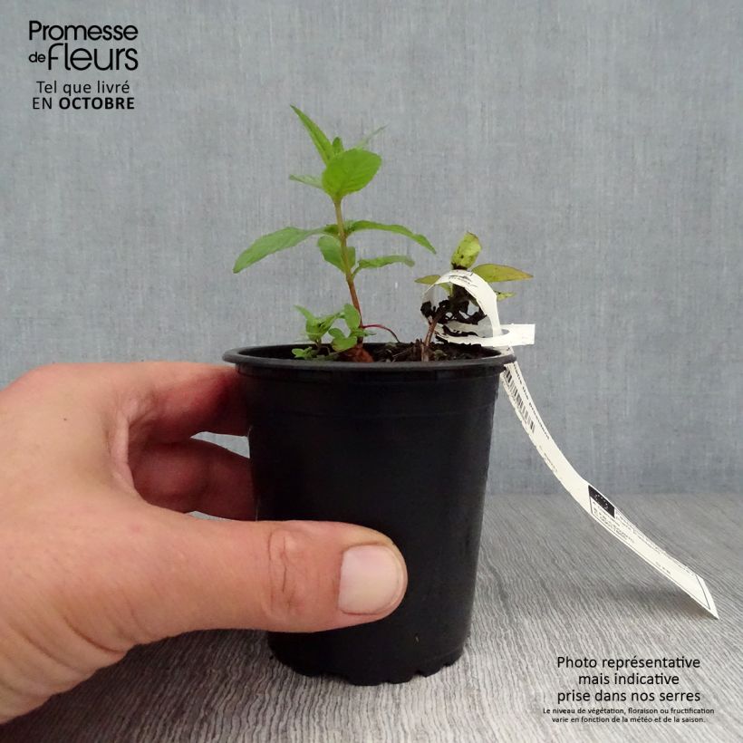 Exemplar von Waldrebe The President - Clematis Kleine Töpfe von 8/9 cm wie im Herbst geliefert