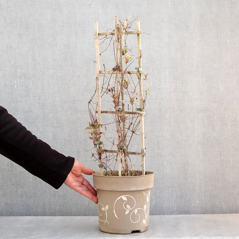 Exemplar von Waldrebe Mix Tricolor - Clematis Topf mit 6L/7L wie im Frühjahr geliefert