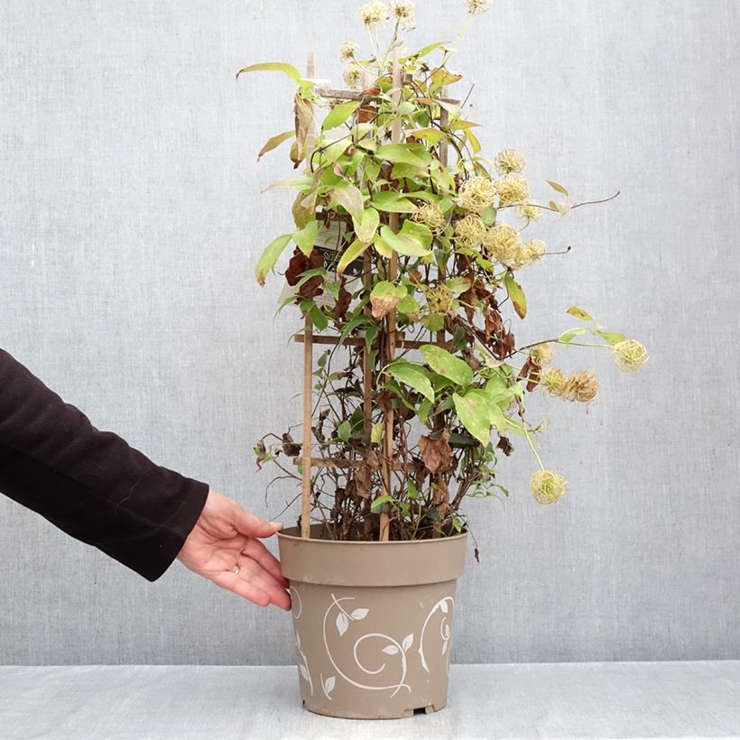 Exemplar von Waldrebe Mix Blue - Clematis Topf mit 6L/7L wie im Herbst geliefert