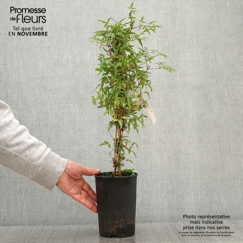 Exemplar von Clematis tibetana var. vernayi Orange Peel - Waldrebe Topf mit 2L/3L wie im Herbst geliefert