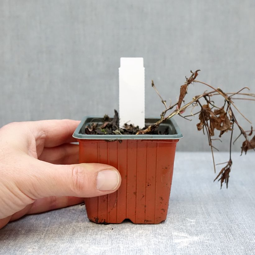 Exemplar von Clématite - Clematis Tumaini Kleine Töpfe von 8/9 cm wie im Winter geliefert