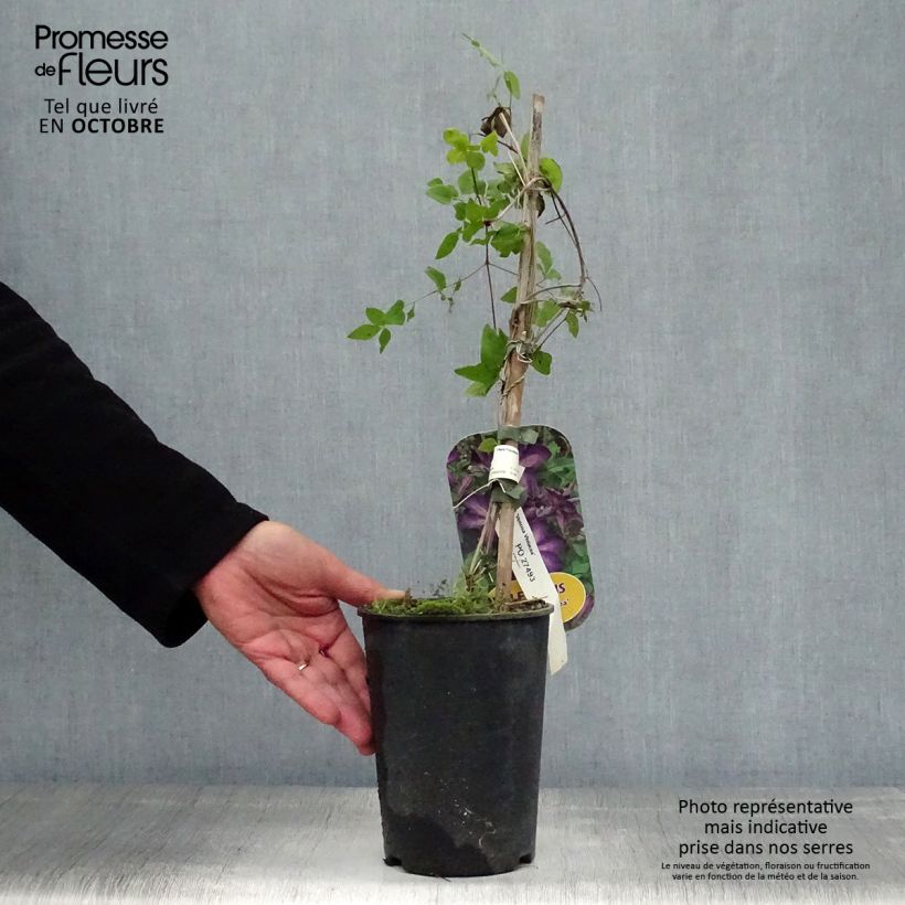 Exemplar von Clematis florida Venosa Violacea - Waldrebe Topf mit 2L/3L wie im Herbst geliefert