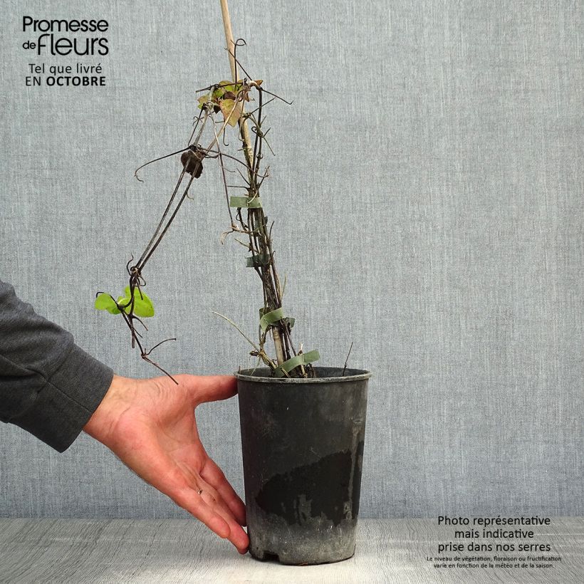Exemplar von Waldrebe Veronica's Choice - Clematis Topf mit 2L/3L wie im Herbst geliefert