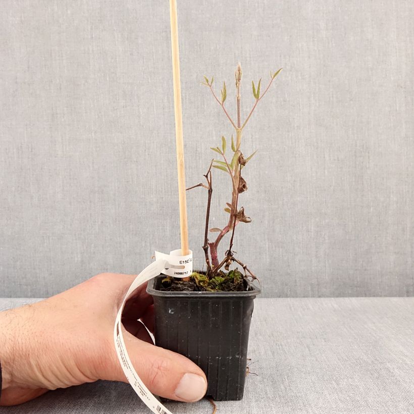 Exemplar von Waldrebe Ville de Lyon - Clematis Kleine Töpfe von 8/9 cm wie im Frühjahr geliefert