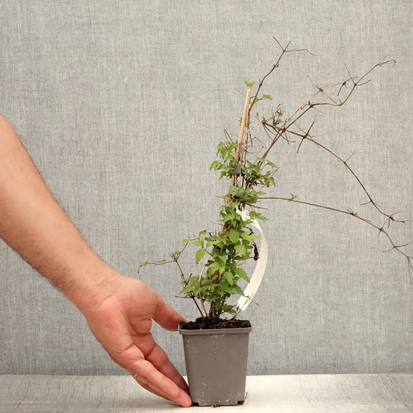 Exemplar von Clematis vitalba - Gewöhnliche Waldrebe Kleine Töpfe von 8/9 cm wie im Sommer geliefert
