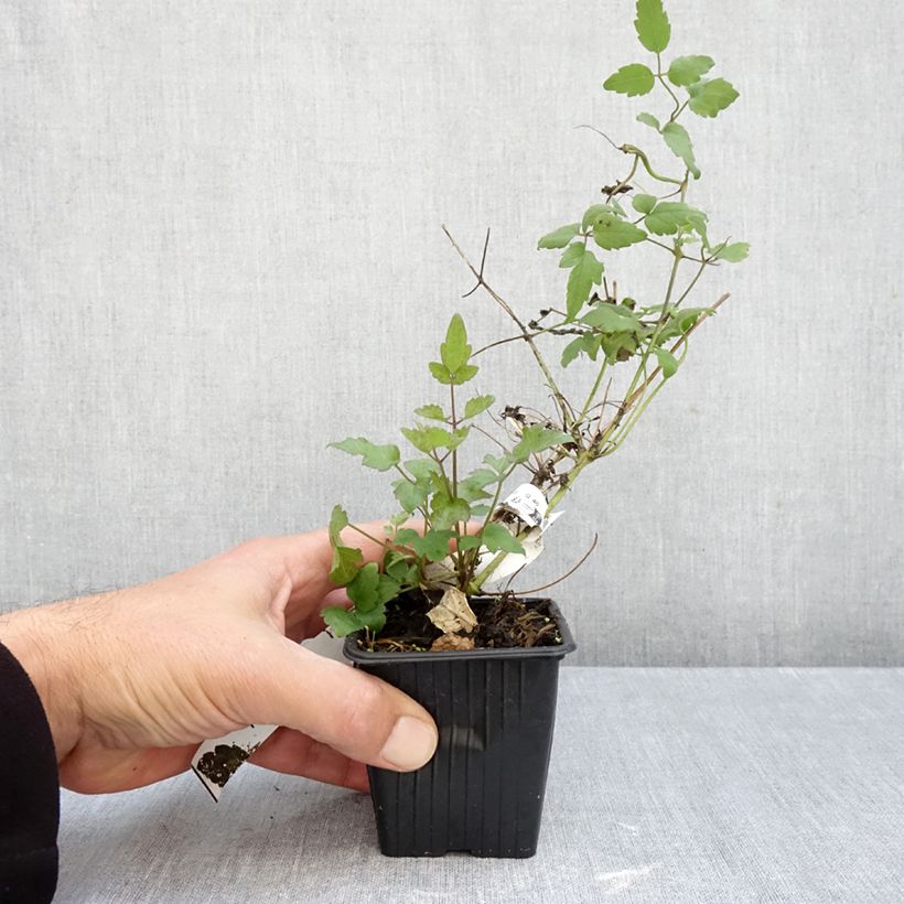 Exemplar von Clematis vitalba - Gewöhnliche Waldrebe Kleine Töpfe von 8/9 cm wie im Herbst geliefert