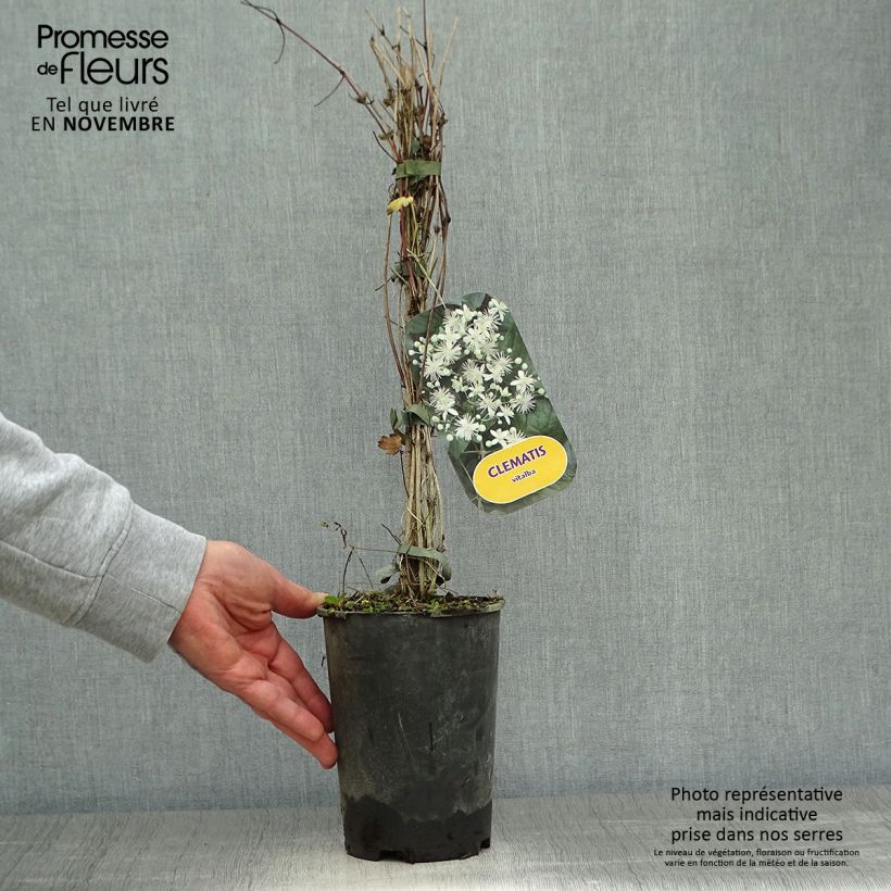 Exemplar von Clematis vitalba - Gewöhnliche Waldrebe Topf mit 2L/3L wie im Herbst geliefert