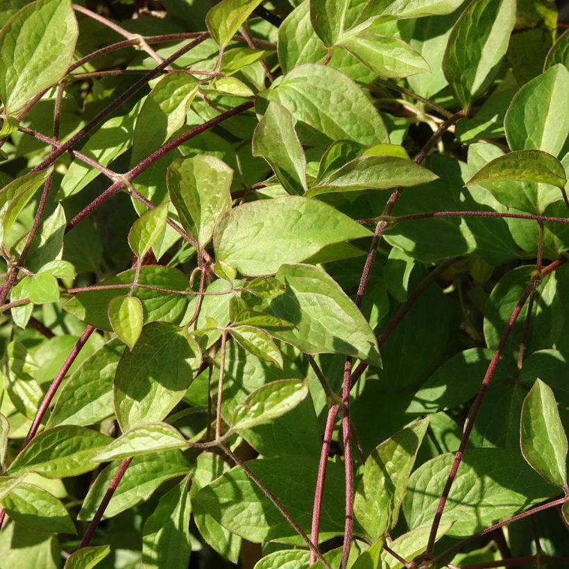 Clematis viticella Aotearoa - Waldrebe (Laub)