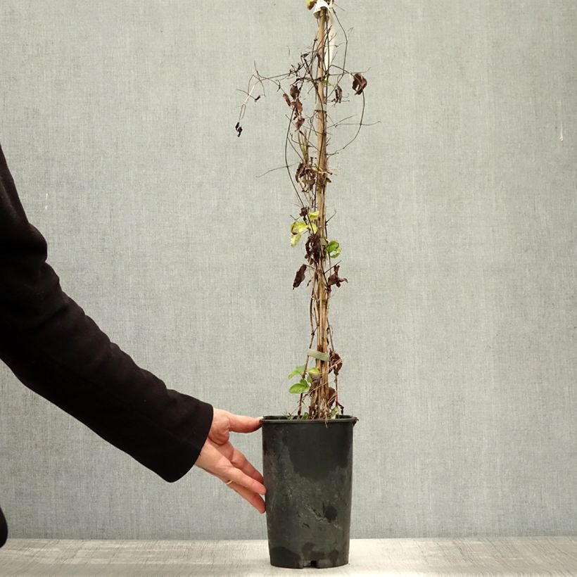 Exemplar von Clematis viticella Aotearoa - Waldrebe Topf mit 2L/3L wie im Herbst geliefert