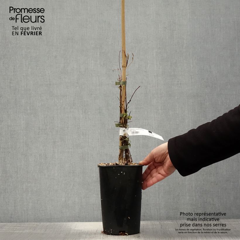 Exemplar von Clematis viticella Aotearoa - Waldrebe Topf mit 2L/3L wie im Winter geliefert