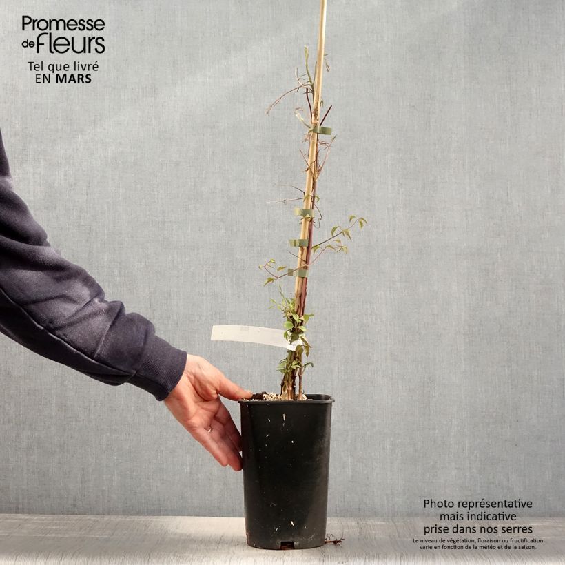 Exemplar von Clematis viticella Aotearoa - Waldrebe Topf mit 2L/3L wie im Frühjahr geliefert